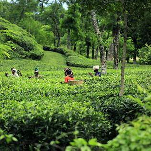 Sylhet & Srimangal Package